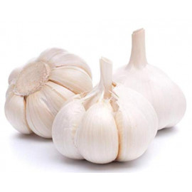 GARLIC